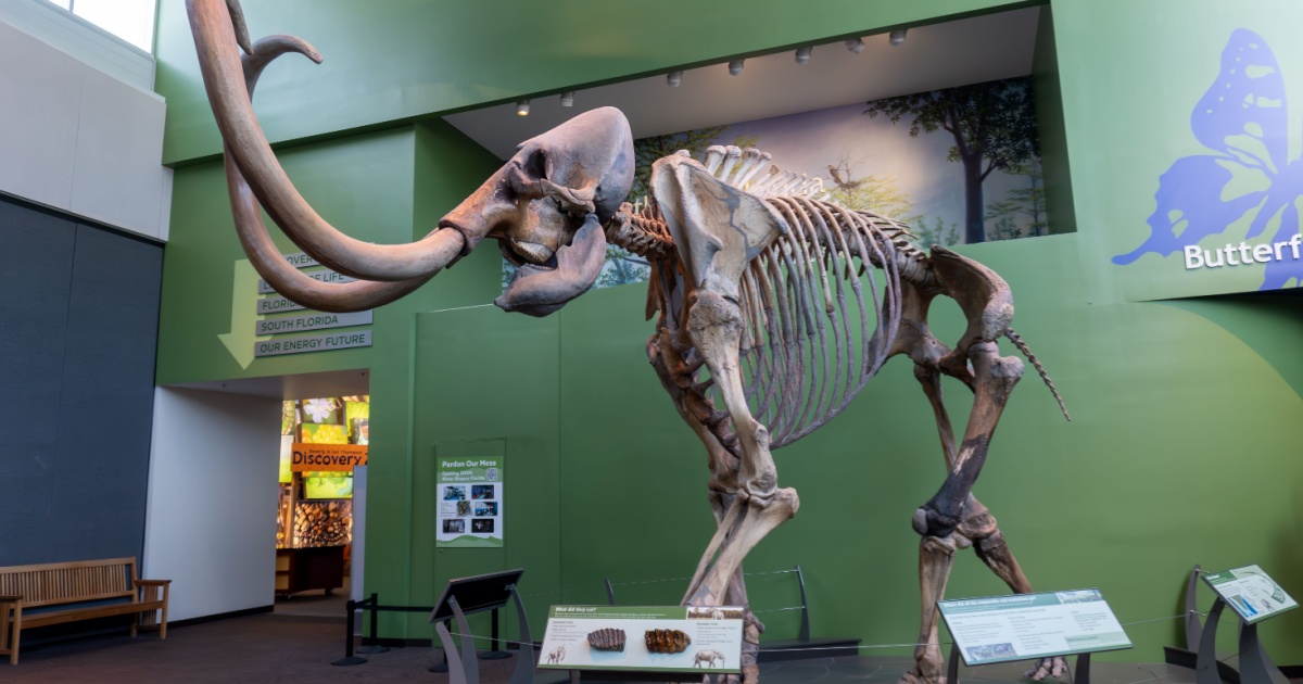 Mammoth skeleton 