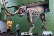 “Tropical Mammoth” Fossils Found In Mexico, But Some Researchers Say They Should Be Classified As An Entirely New Species