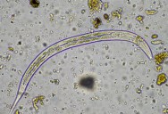 Life Is Far More Abundant Deep Under The Surface Of The Earth Than Ever Believed Possible