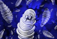 America Is Gearing Up For An Invasion Of The Potentially Lethal New Screwworm. What Do You Need To Know?