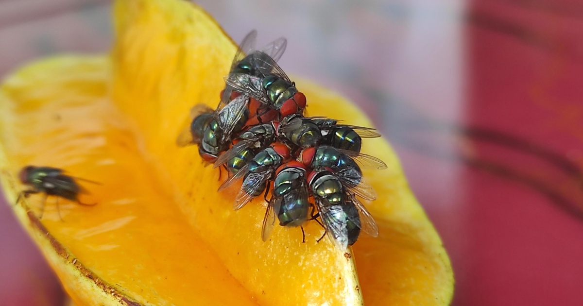 Group of flies