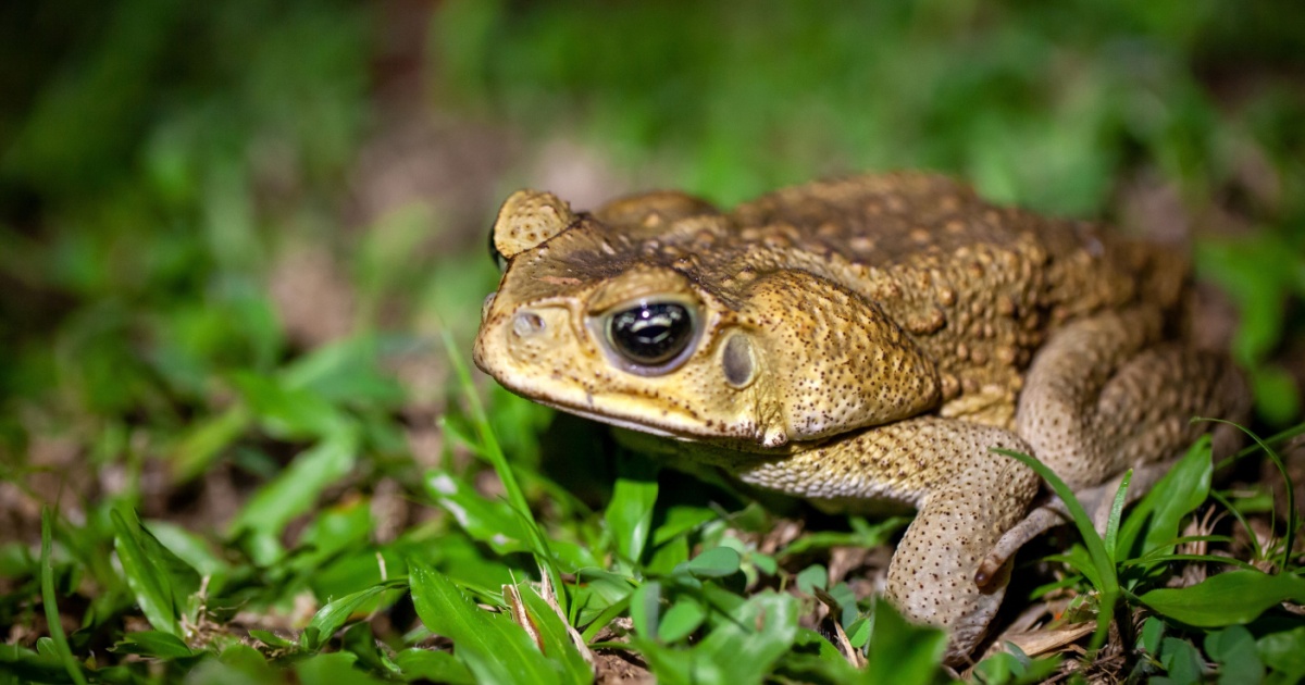 Normal cane toad