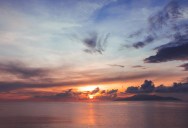 Why These Unsuspecting Waters Are Vital To The Survival Of This Adorable Shark Species