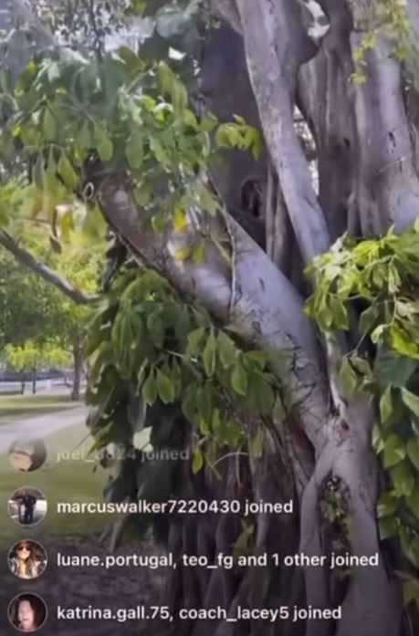 Something living in a tree