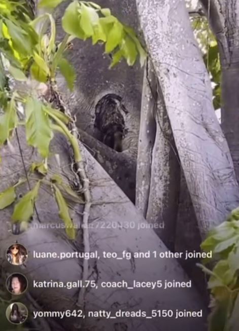 Something living in a tree