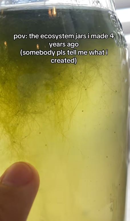 Plant growing in a jar