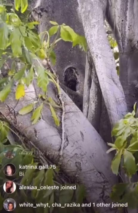 Something living in a tree