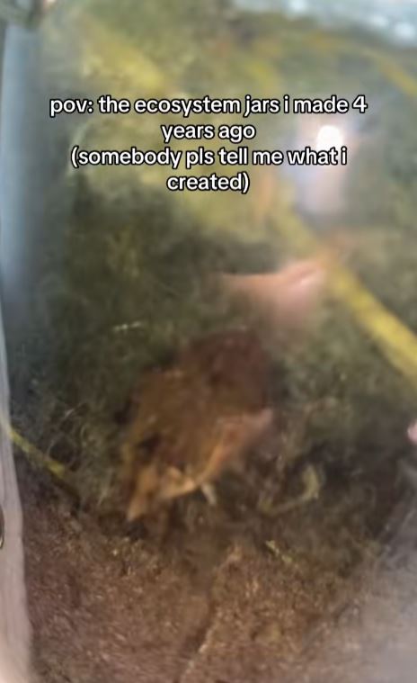 Water animal in a jar