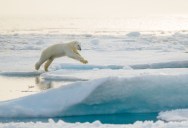 Here’s Why Polar Bears Don’t Hibernate Despite Enduring Long Winters