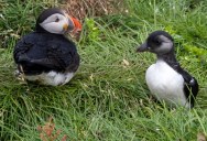 Tossing Pufflings Is An Annual Life-Saving Tradition In Iceland, And It Is As Cute As It Is Fun According To Locals Who Participate In This Conservation Effort