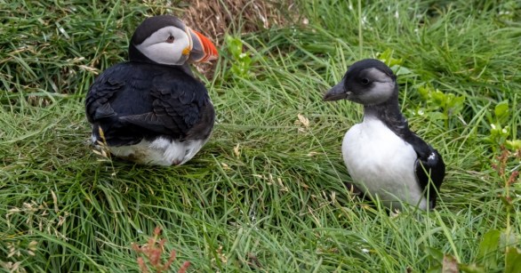 Two Puffins