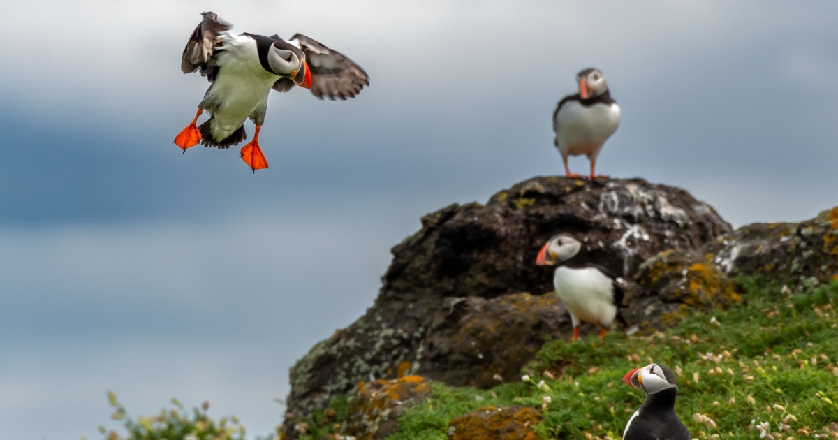 Puffin flying