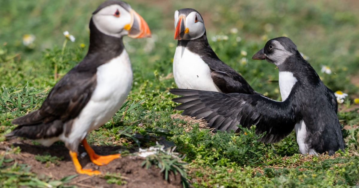 Puffin Family