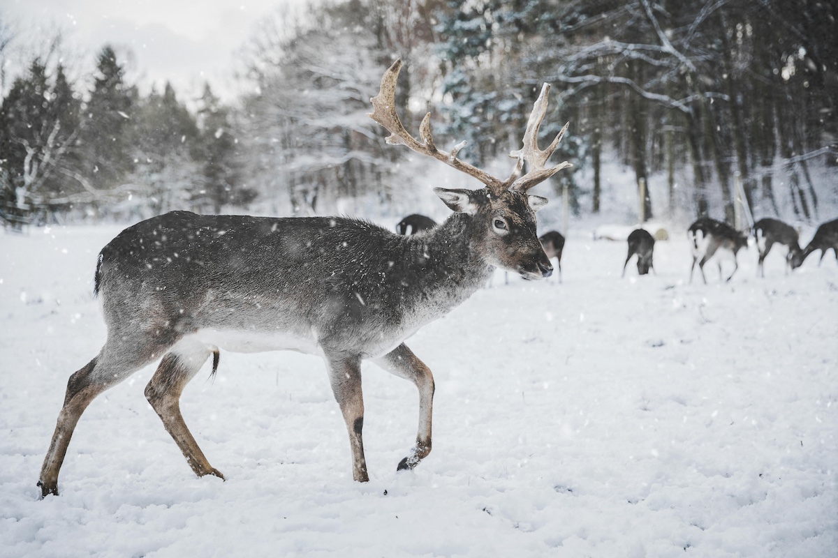 A reindeer in snow