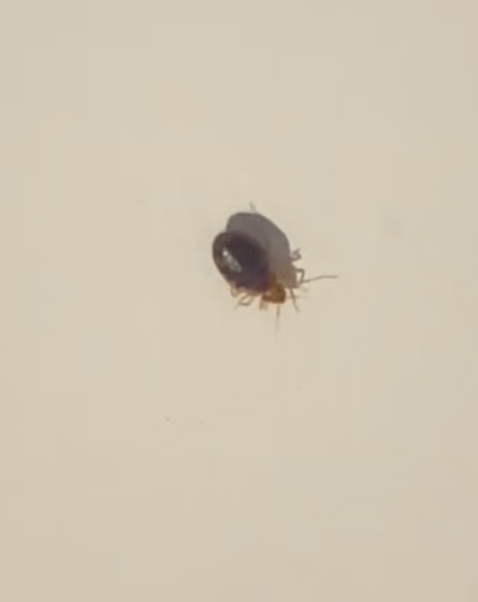 close up of a bedbug