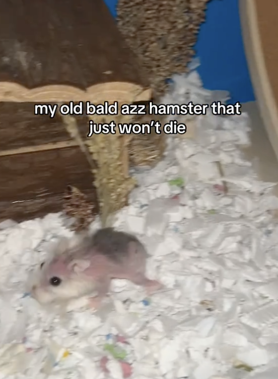 A hamster wanders around its cage