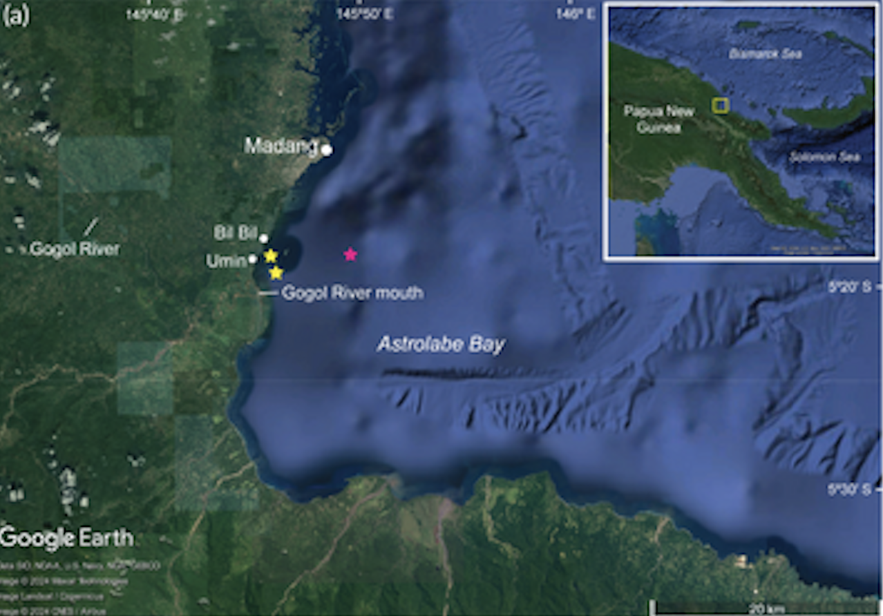 The range of the sailback houndshark