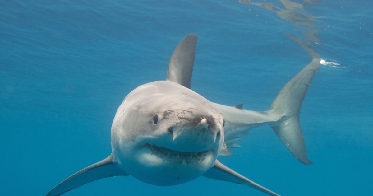 Great White Shark