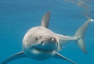 The Largest Male Great White Shark Ever Tagged Is Helping To Repopulate The Population Of Great Whites Off The Coast Of The United States