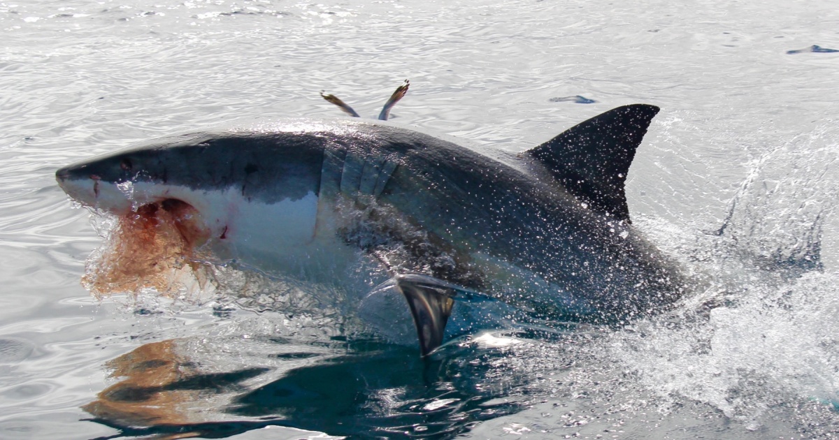 Great white shark eating