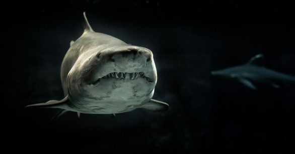 A shark swimming underwater