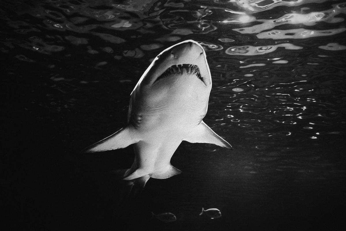 A shark swimming overhead