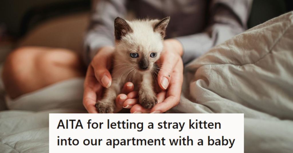 Very small Siamese kitten sitting in a woman's hands on the bed