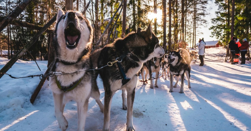 Sled dogs in snow