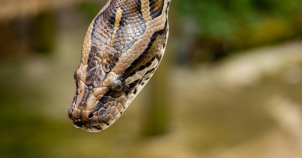 A close-up of the face of a python