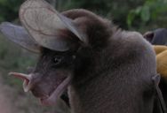 The Spectral Bat Is The Largest Carnivorous Bat In The World And New Research Shows That They Are Uniquely Social