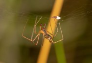 Spiders Use Fireflies To Attract More Prey To Their Web, New Study Shows