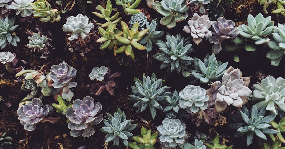 A variety of succulents