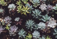 How To Make Houseplants Even Better? Scientists In China Have Found A Way To Make Them Glow At Night.