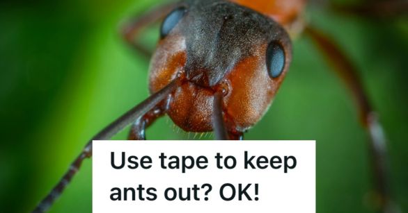 A close-up of an ant