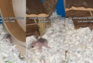 Old Hamster Owner Asks ‘How Are You Still Alive, My Bro?” As The Animal Looks Cute In Its Swanky Cage