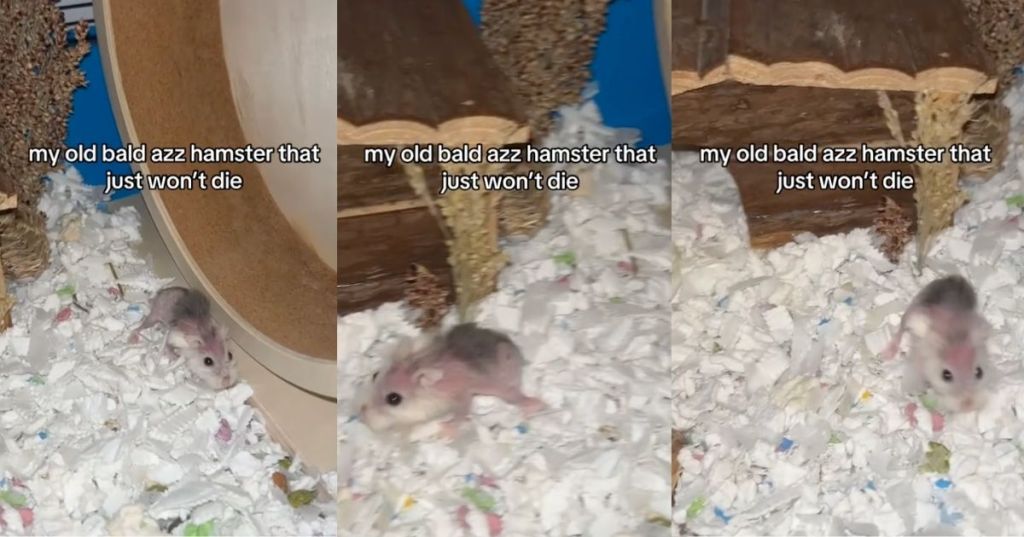 A hamster wanders around his cage