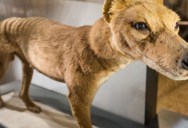 What Really Caused The Tasmanian Tiger To Go Extinct? New Research Finds That Their Doom Began Over A Million Years Ago With The Loss Of Four Key Genes