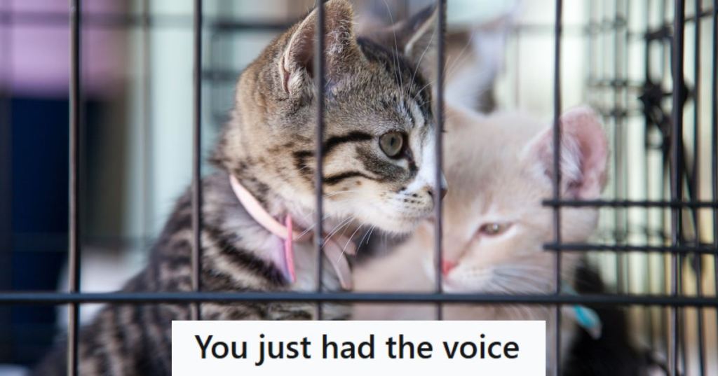 Kittens in a cage waiting for their new homes at a pet store