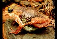 Critically Endangered Western Nimba Toad Is The Only Known Amphibian That Gives Birth To Live Young