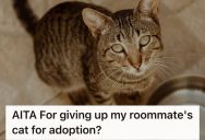His Roommate Has Been Neglecting The Cat That He Brought Home, So The Other Roomie Took The Cat To An Animal Shelter And Gave It Up For Adoption