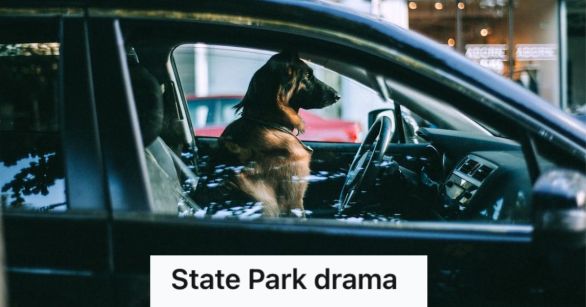 Dog inside the vehicle