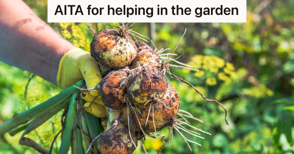 closeup of gardener's hand holding freshly pulled onions