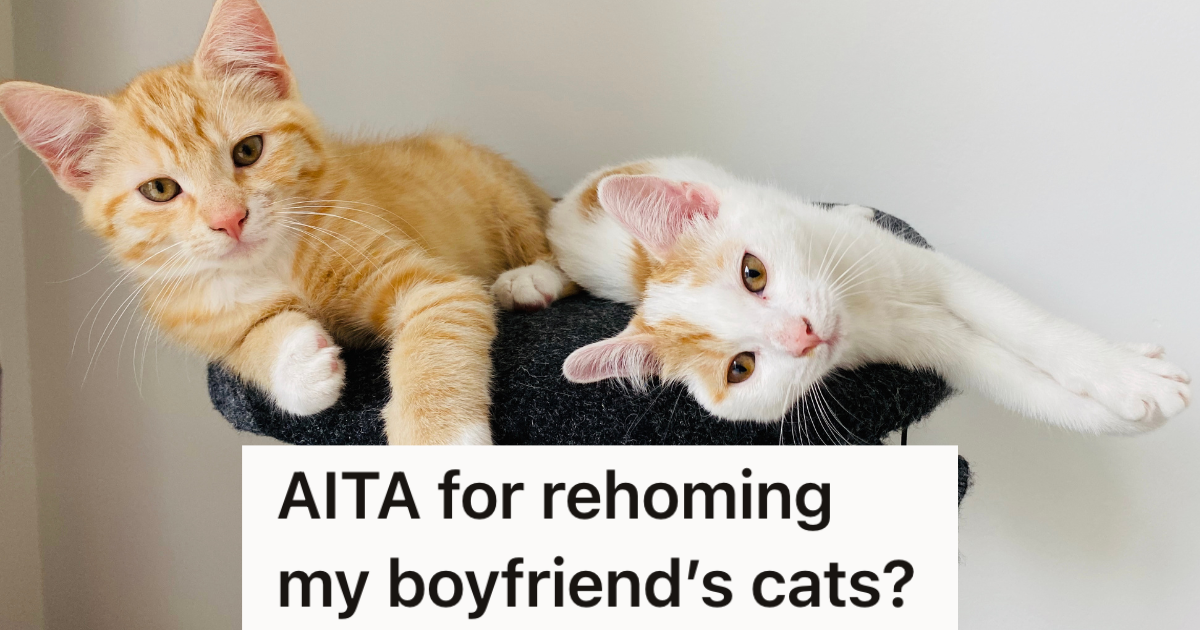 orange and white cats on top of black cat tree