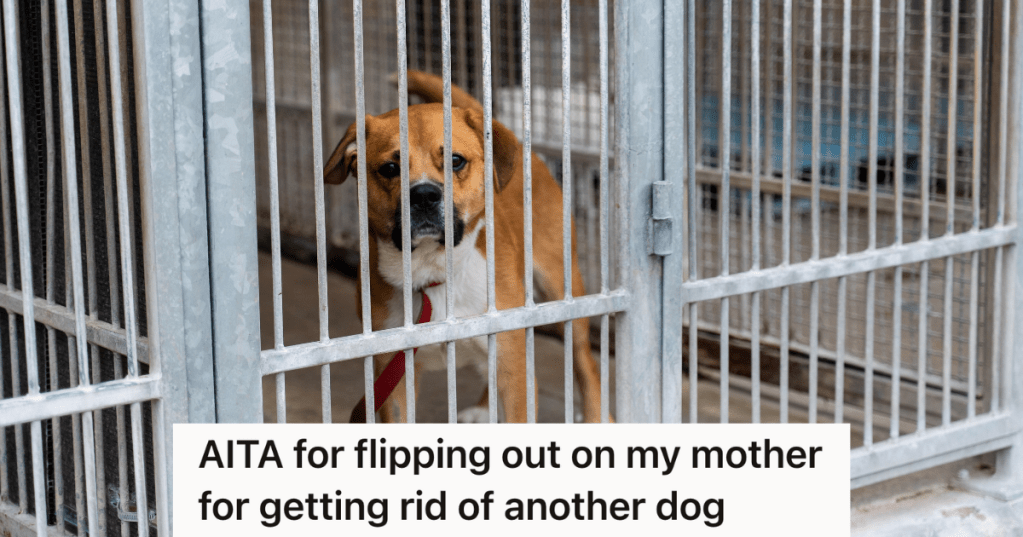 dog behind bars at animal shelter