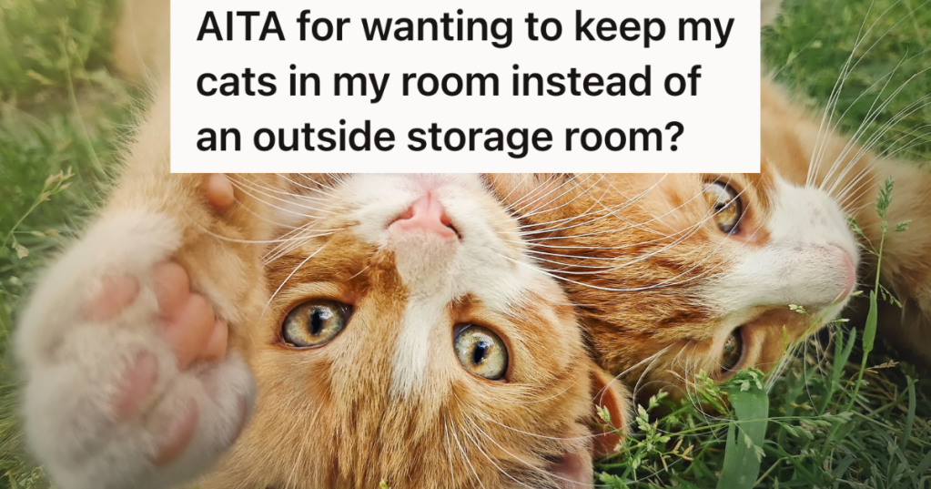 two orange and white cats outside