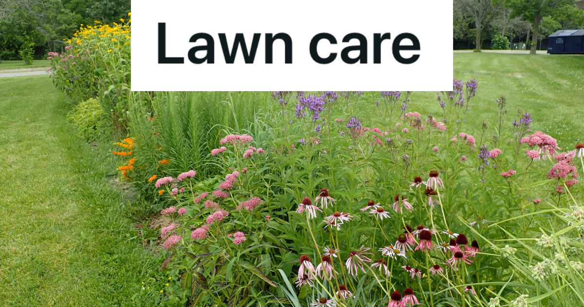 wildflowers butterfly garden in yard