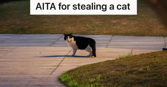 tuxedo cat outside at night