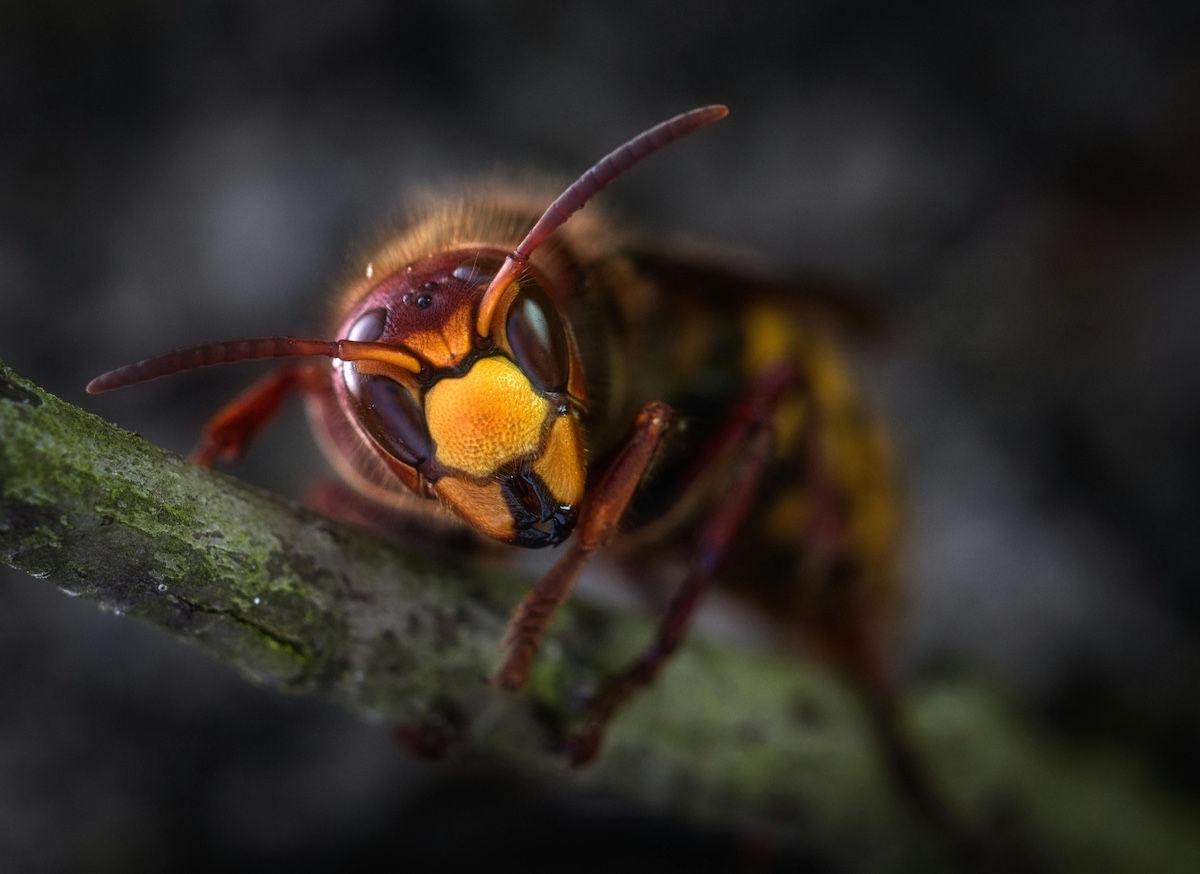 A close-up of the face of a wasp