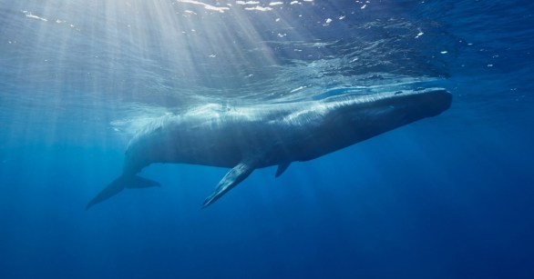 Blue Whale