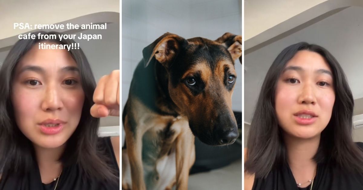 Animal Cafes Are Fun And Cute, But TikToker Says In Japan They Can Also Be Abusive To ...